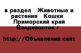  в раздел : Животные и растения » Кошки . Приморский край,Владивосток г.